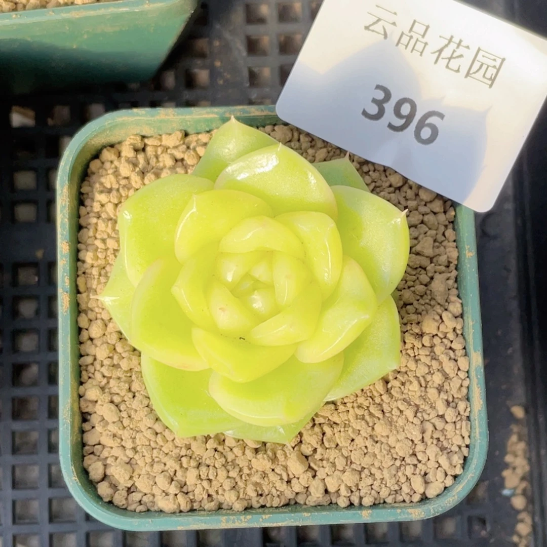 海***梦396号糖心冰心珍妮