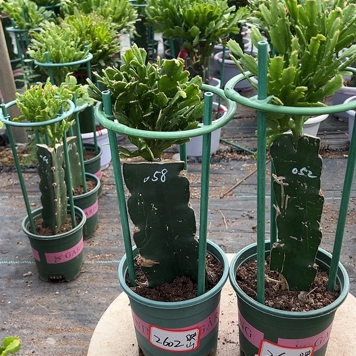 映***红058+052两颗瑕疵福利苗2602