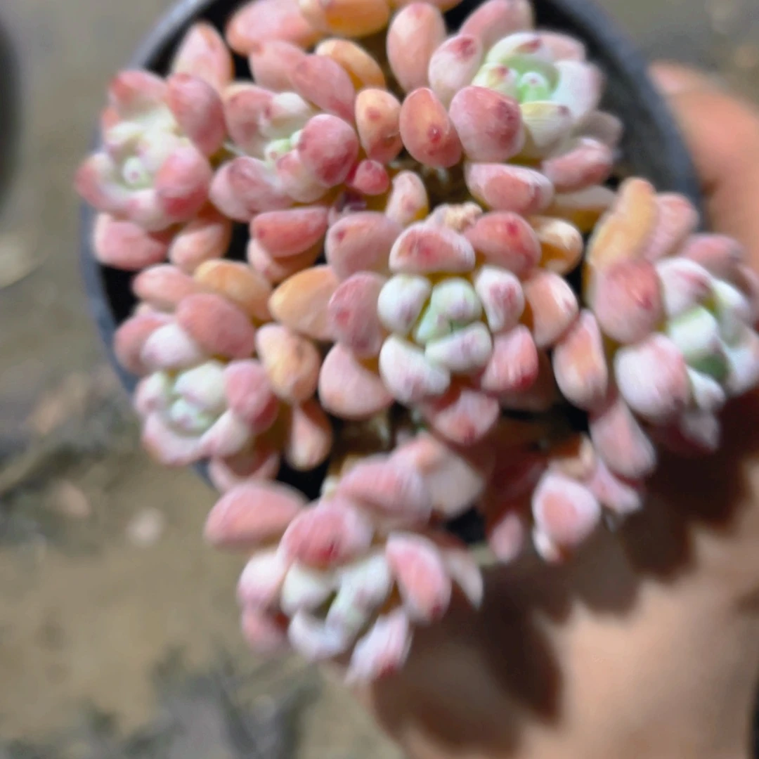 执***念罗琦新疆包邮9cm老桩新疆包邮