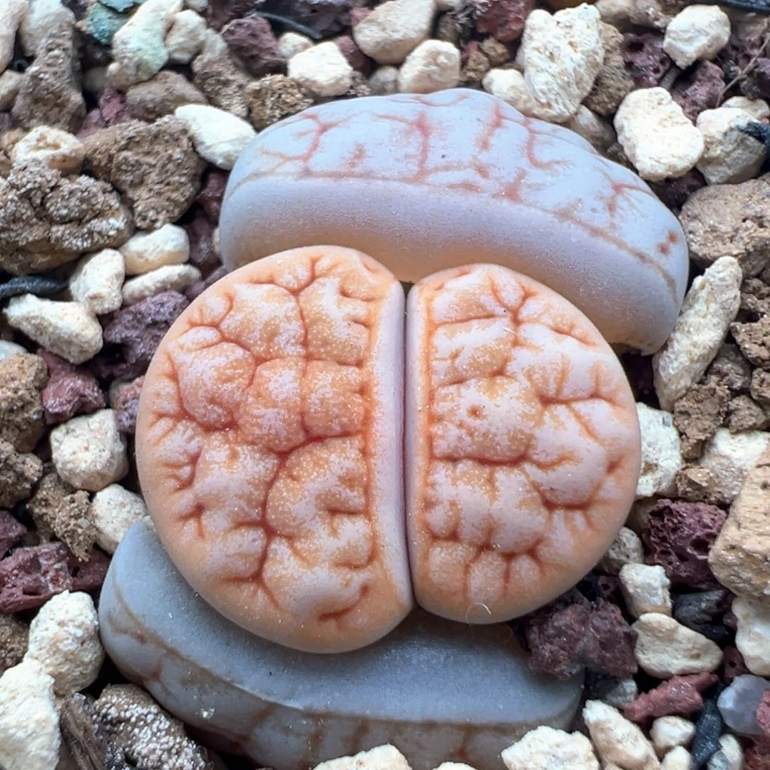 827。青蛙种源拿铁189