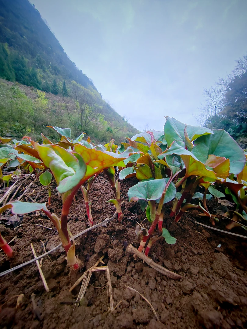 贵州高山农家红叶鱼腥草折耳根