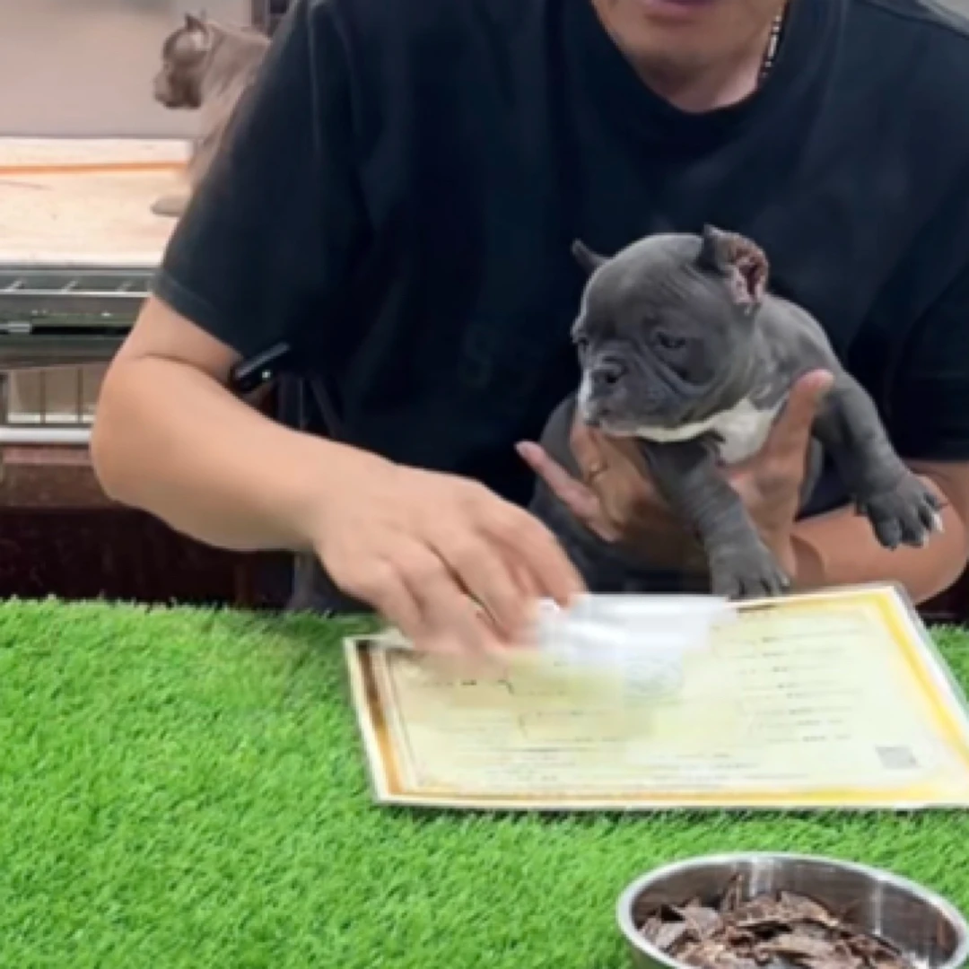 61家一物一拍宠物恶霸犬弟弟