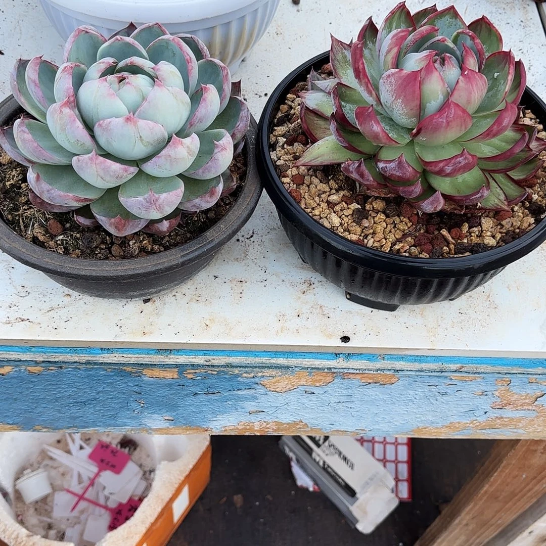 豆***姐无花朵惊鸿仙子2个