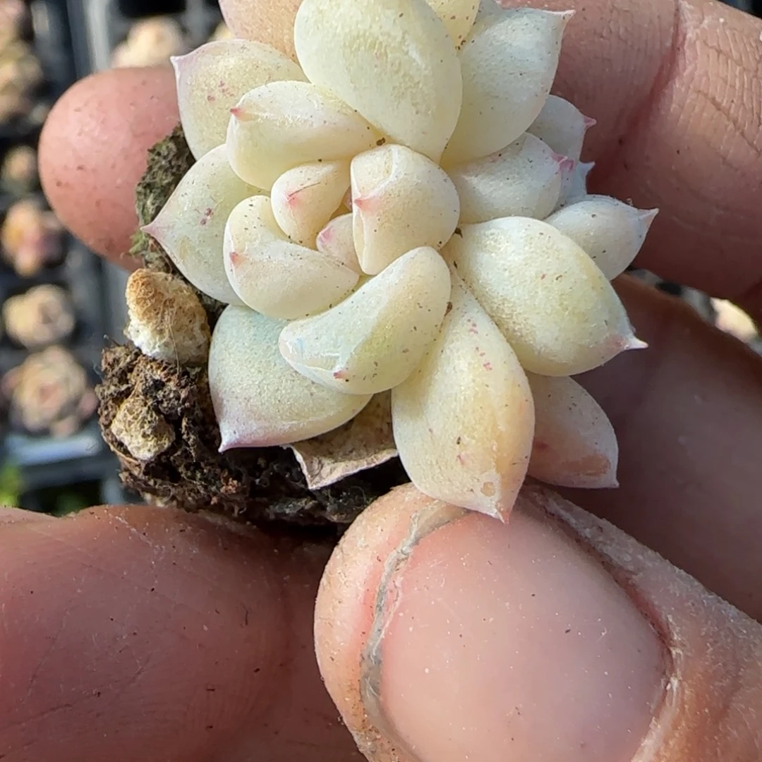 多肉小卡拉米糖心一物一拍