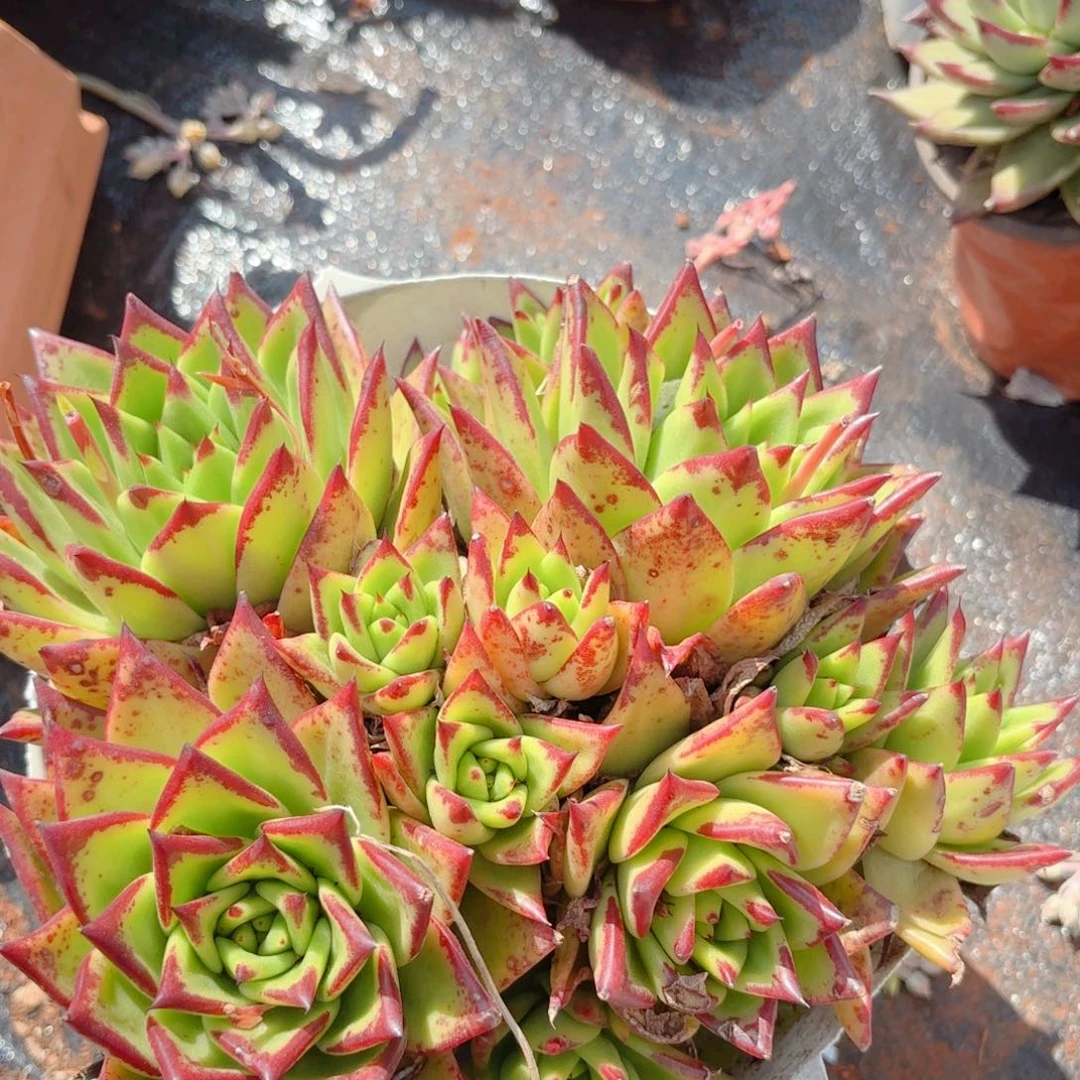 口红裙。         9.9