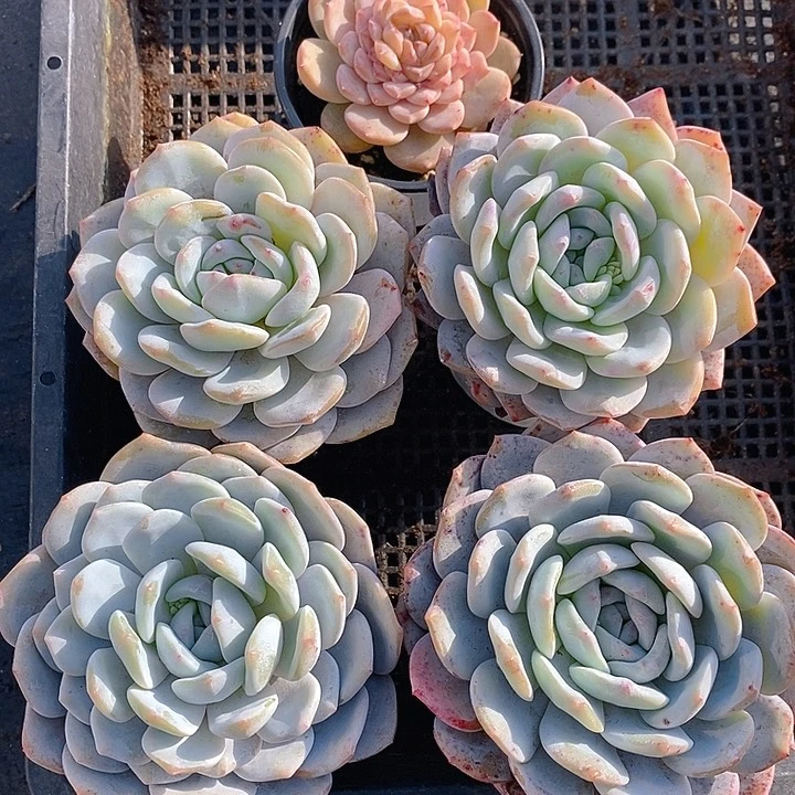 407 多肉植物盆栽花卉植物