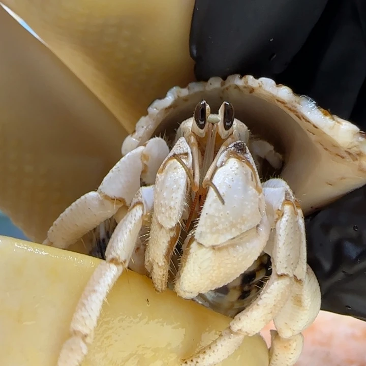 A18奶白色 灰白1.4cm口径