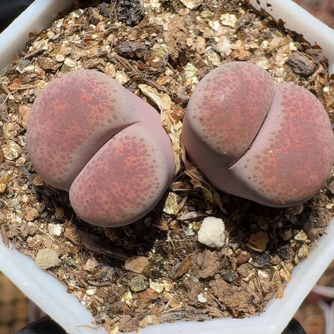 生石花33:：。在。  99