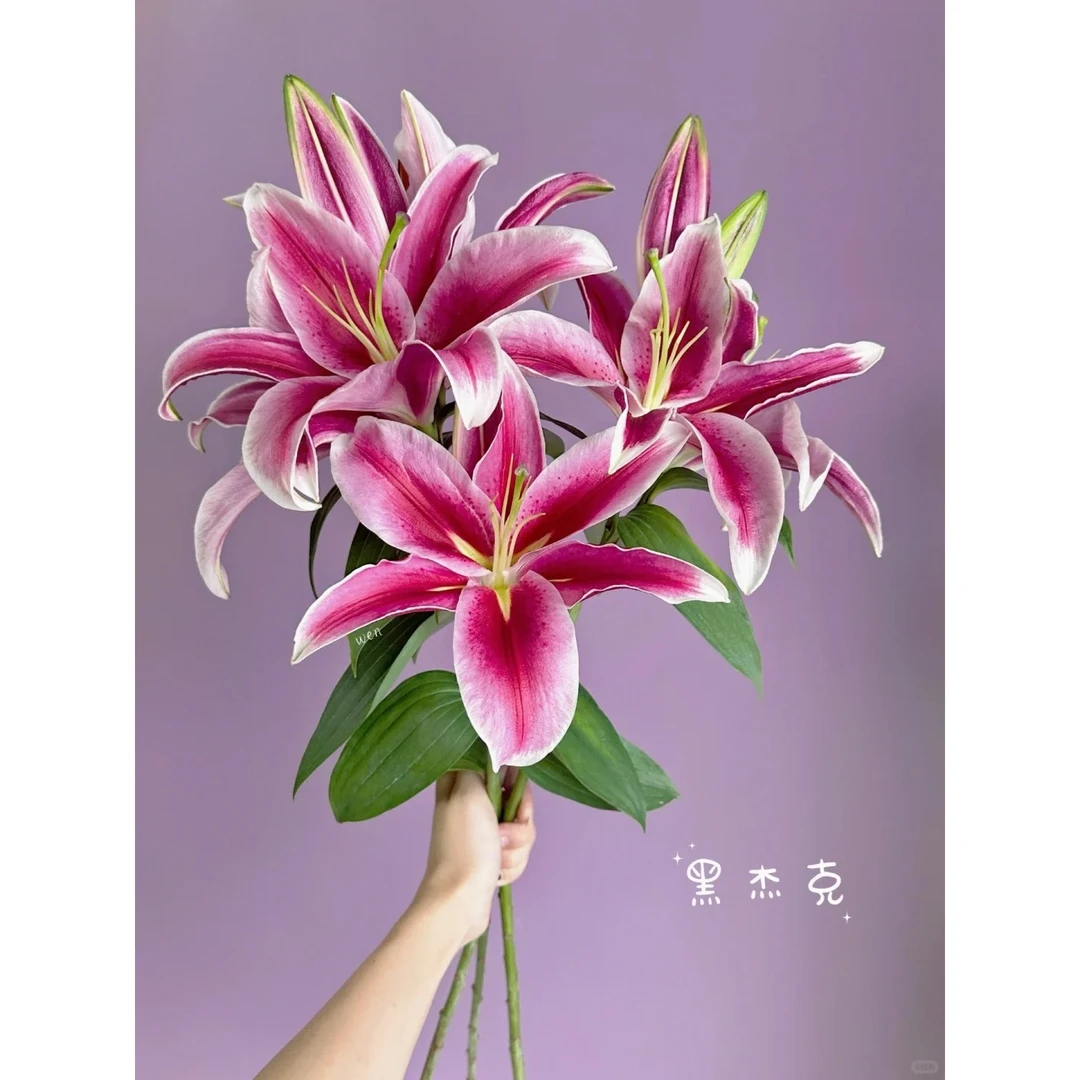【黑杰克】香水百合 一单包邮 云南鲜花昆明基地现采现发