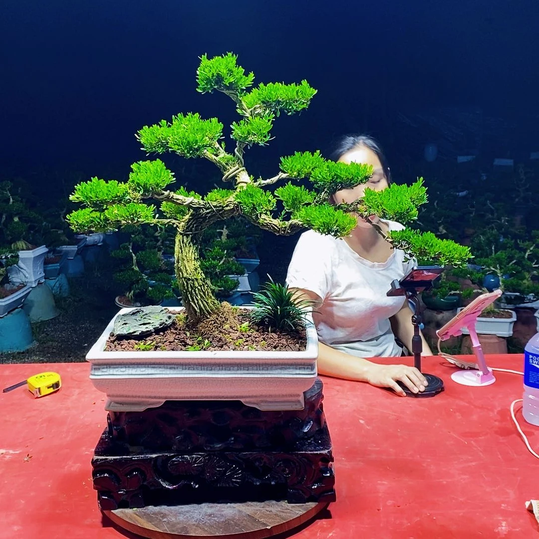 当前无花朵，栽培后可花朵