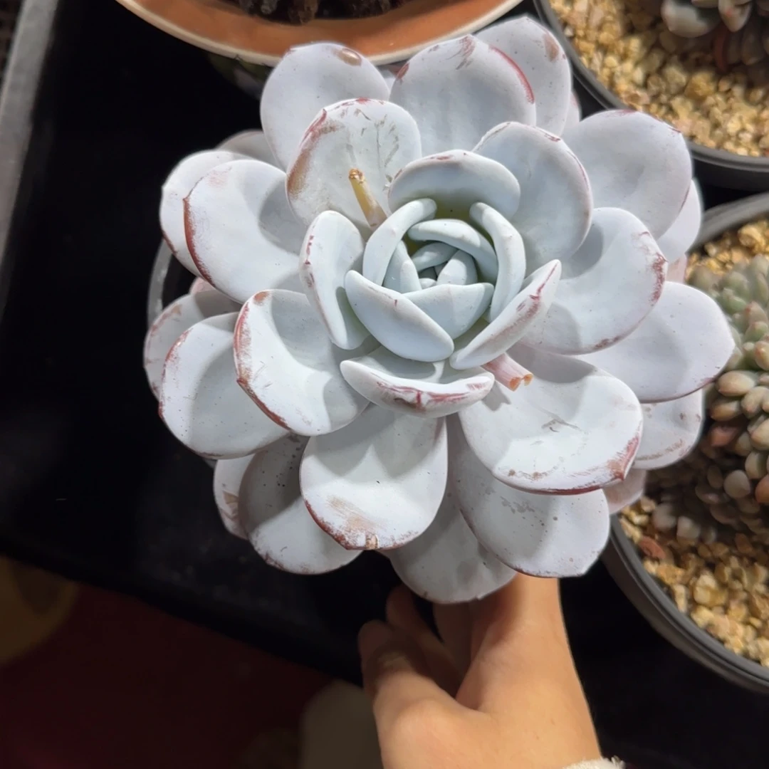 新***飞雪莲单头一物一拍