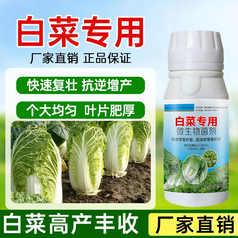白菜种植好帮手提高白菜抗性增强防腐包心快速复壮助力高产