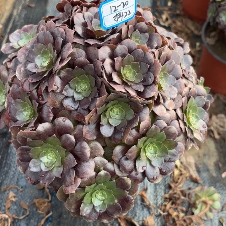 黑魔多肉法师不包损22