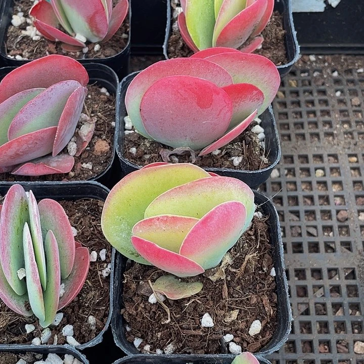 唐印2.8带盆土发