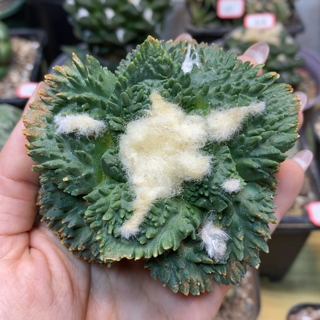 57号 苗接 炸尤哥斯拉8.2公分无根