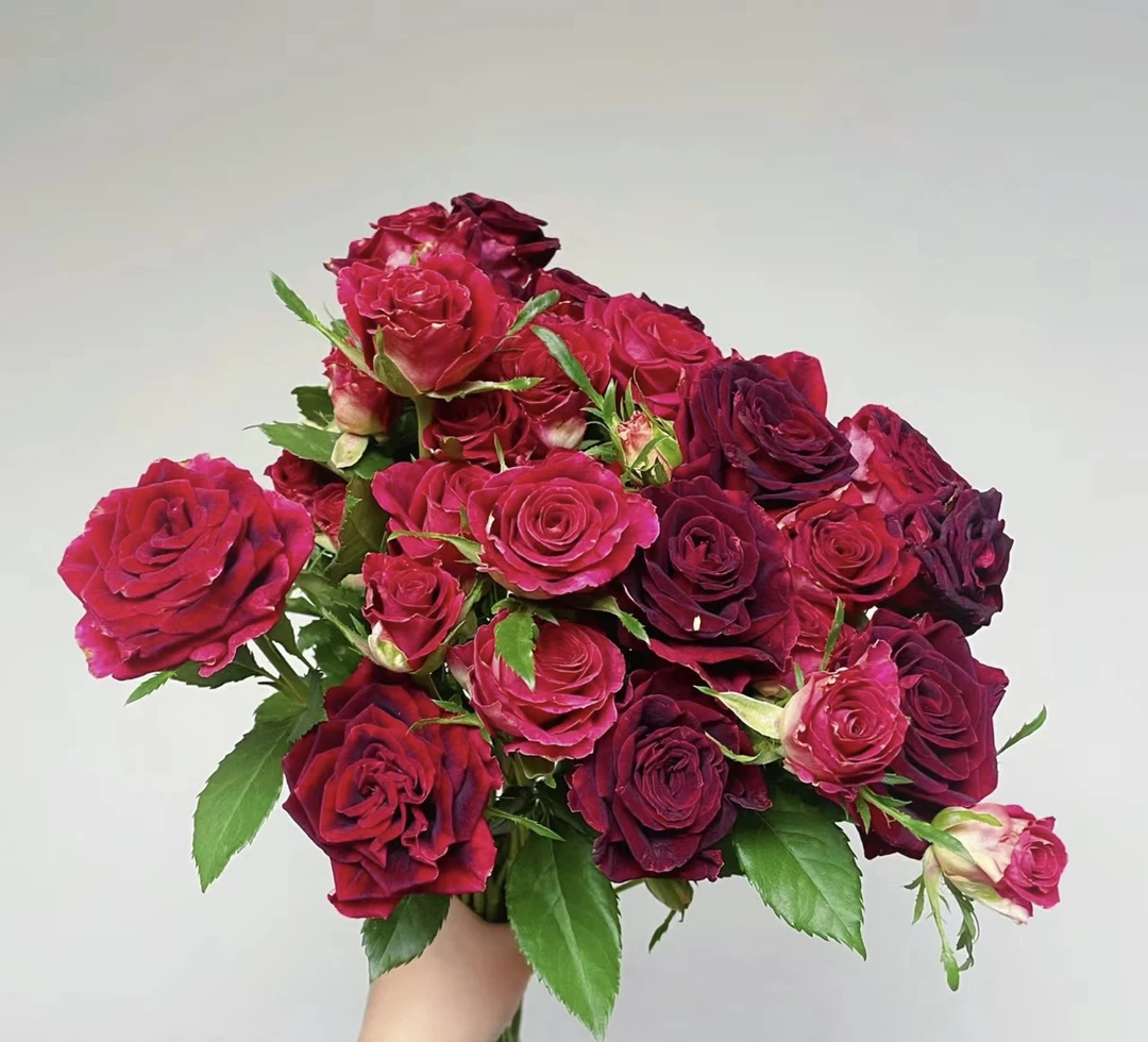 多头紫罗兰玫瑰10支