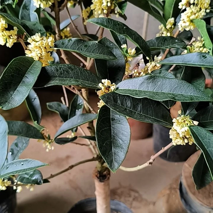 雪***域完全开放四季桂花佛