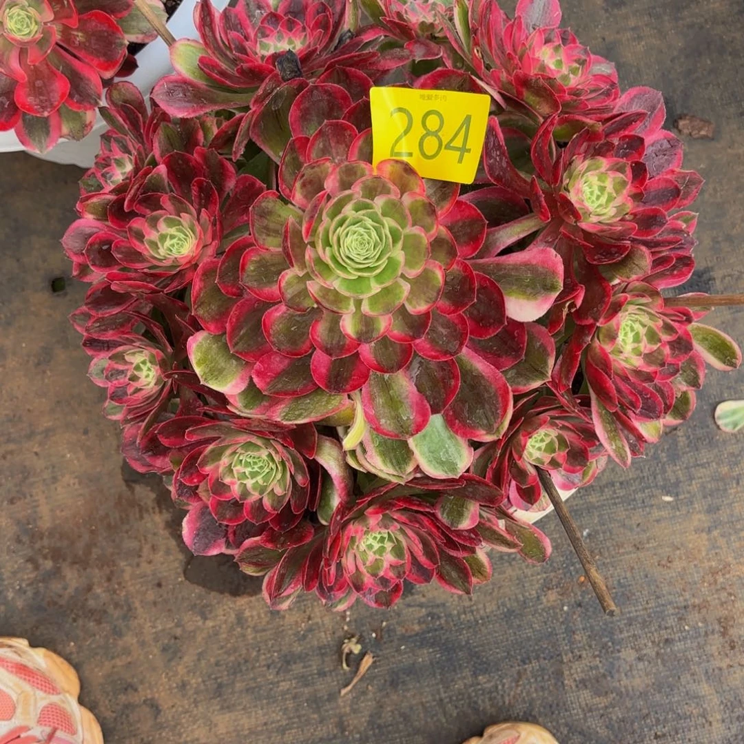 哈哈多肉葡萄福利284