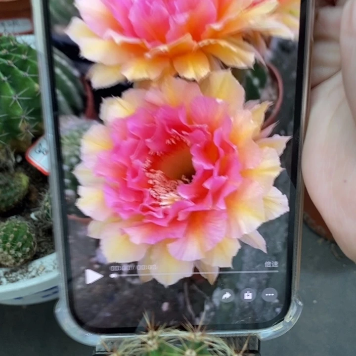香香42号侧芽4.5公分左右