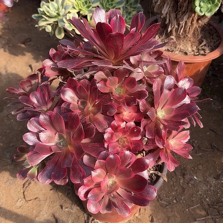 多肉植物法师凤冠46