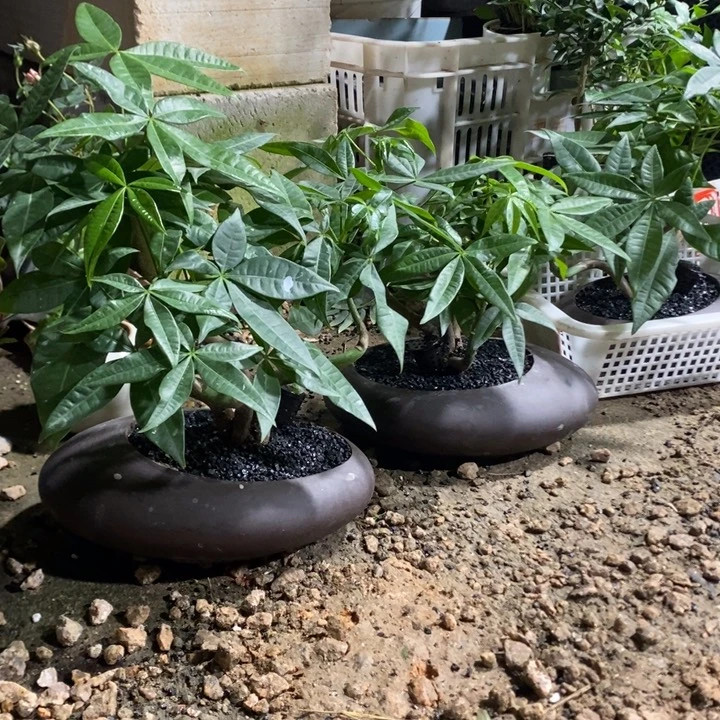 无花朵黑紫砂扁蛋蛋盆，发财树，不低于4颗苗，一周浇水一次
