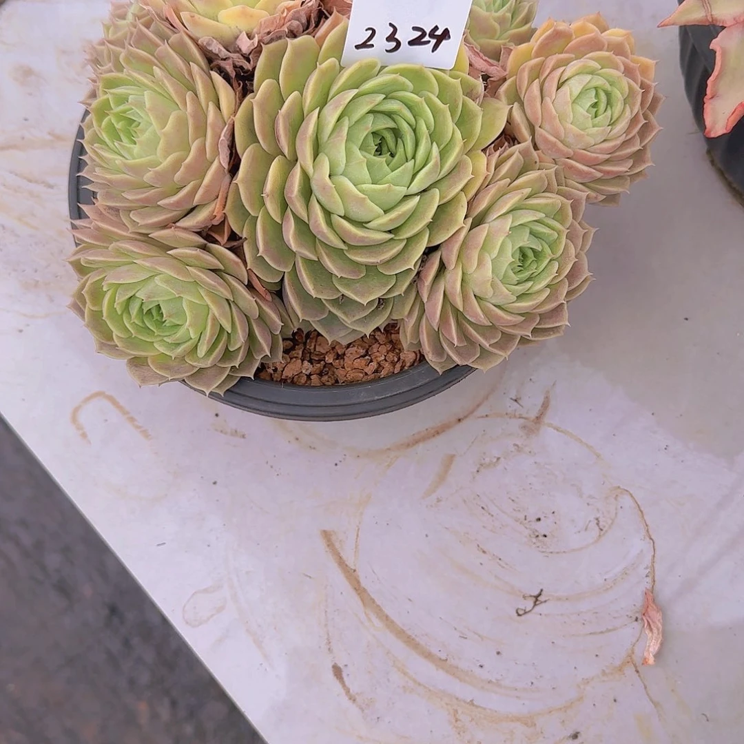 大***丽2324安斯洛多肉植物