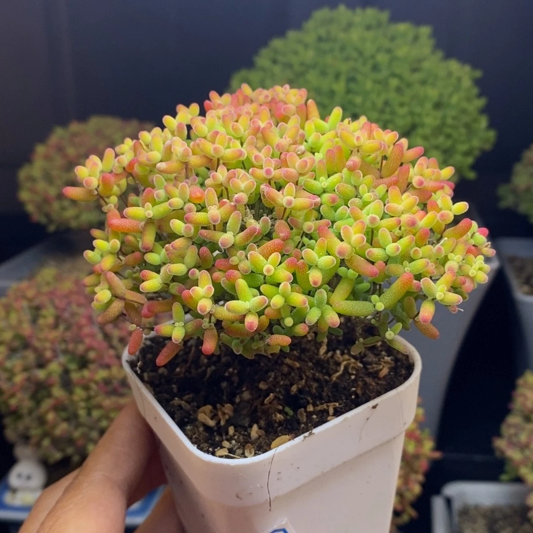 无花朵15号蜜橘糖球（9cm）