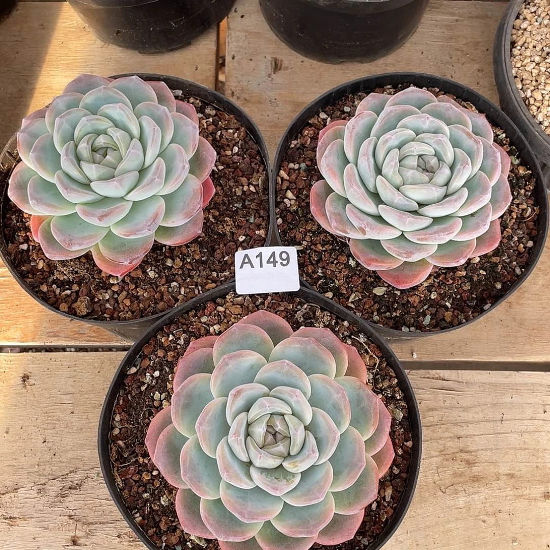 149多肉植物多肉植物
