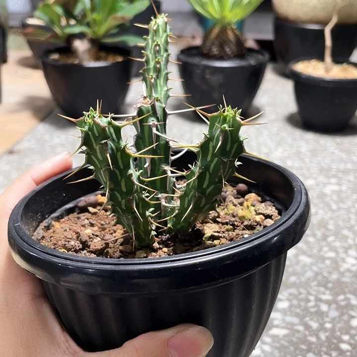 猛刺大吉6666666666666