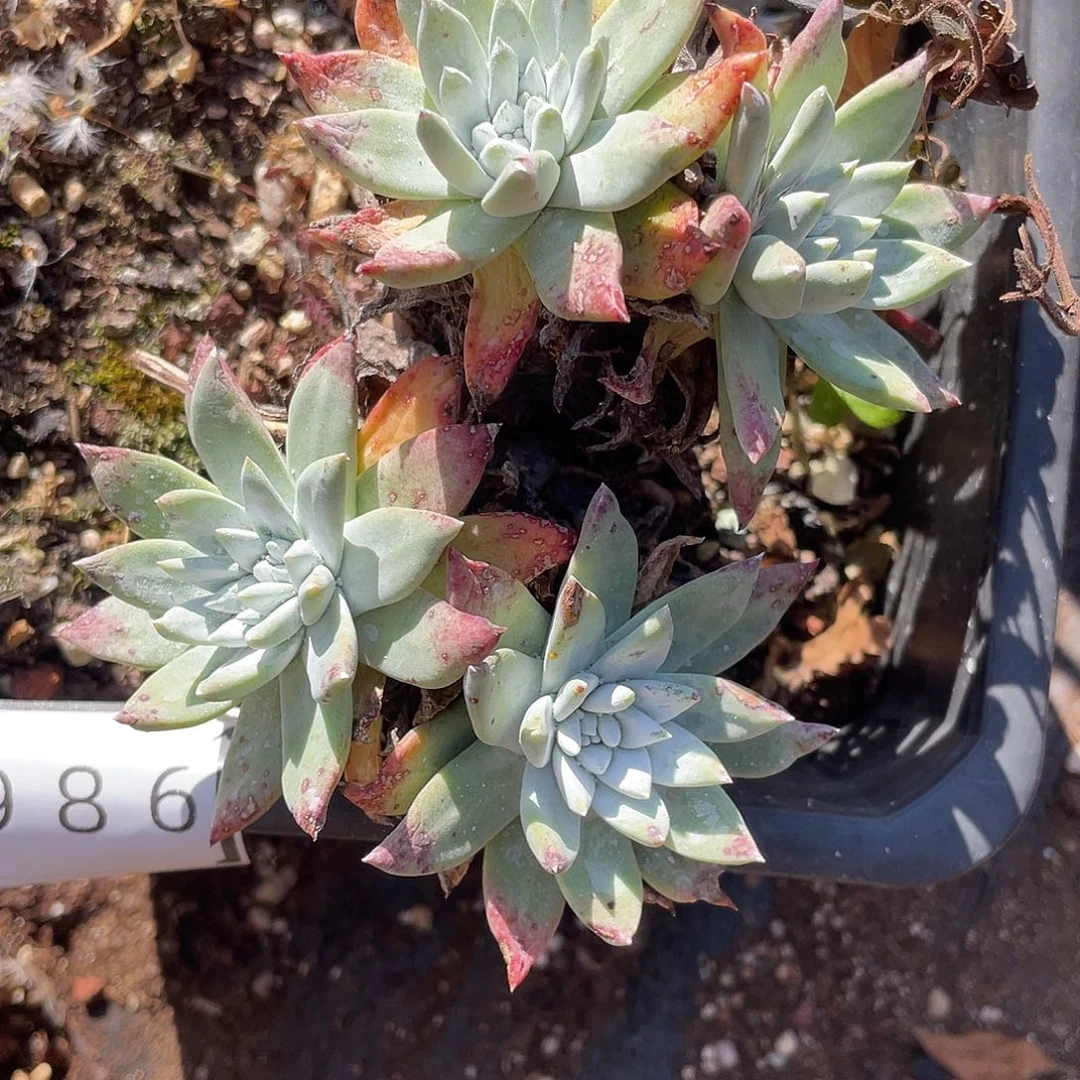 瑕疵特价不售后0986