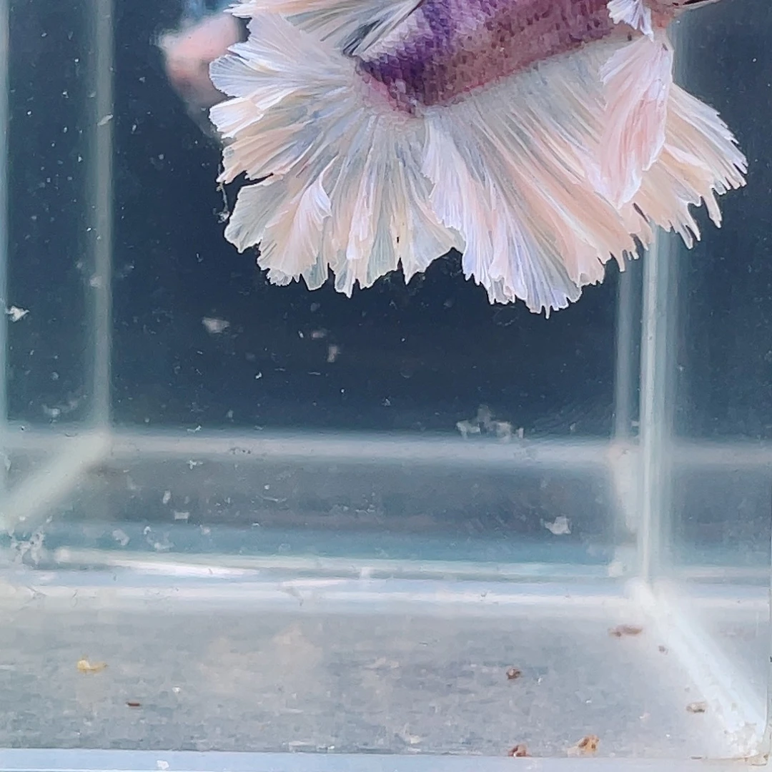 斗鱼印尼斗鱼，记得拍加热包009