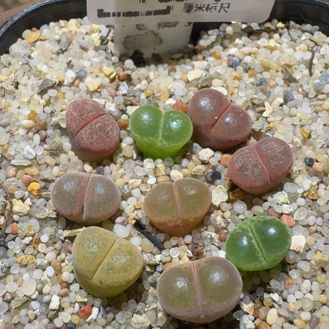Ssss精品生石花424