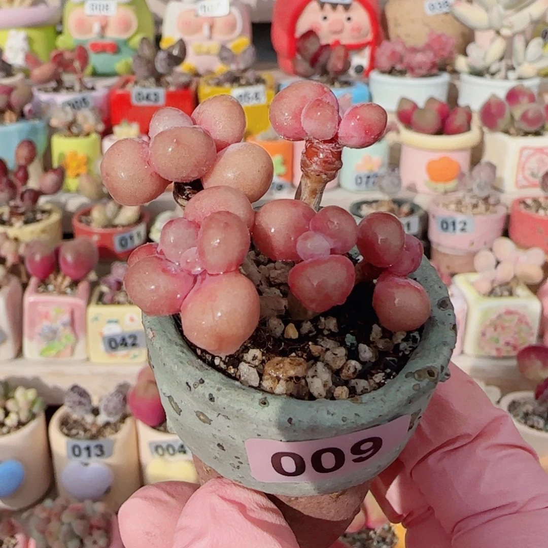 造型桃蛋 盆口3cm