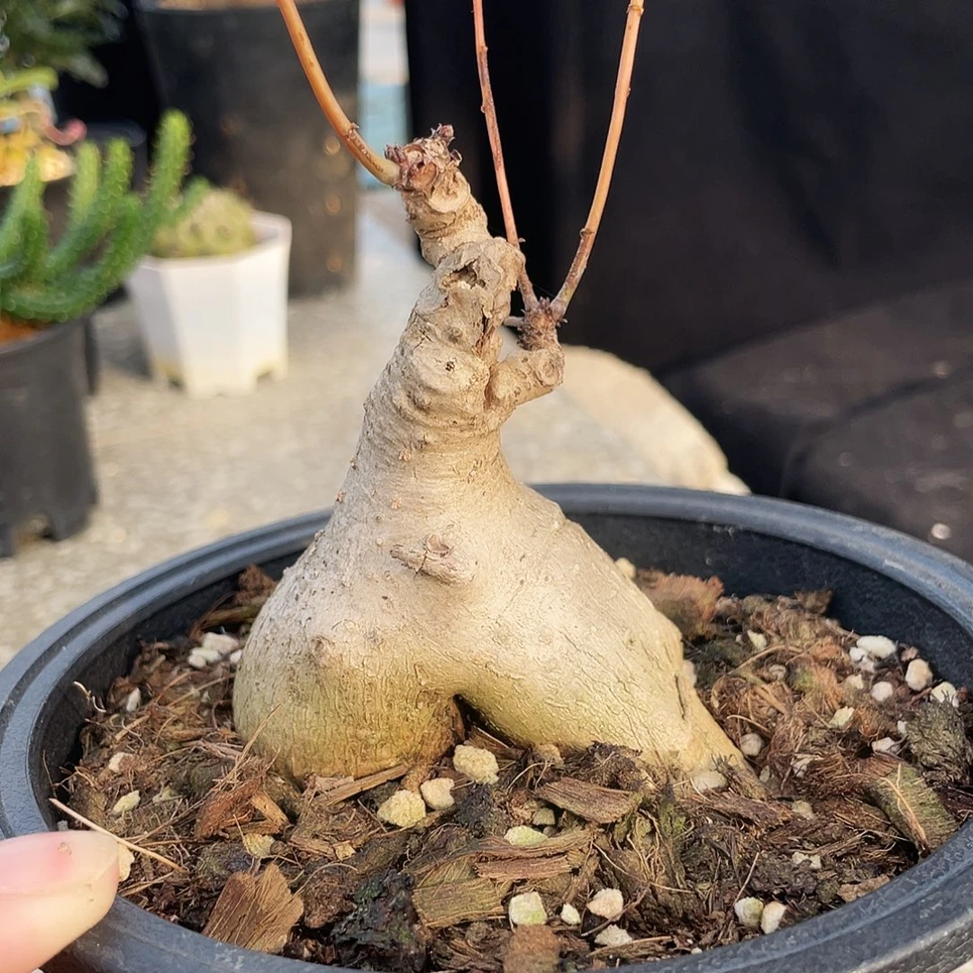 福利 奇异油柑666666666666