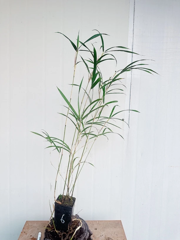 大明竹又称柳叶竹,叶片细长飘逸,市面少见品种,家庭高档盆景绿植