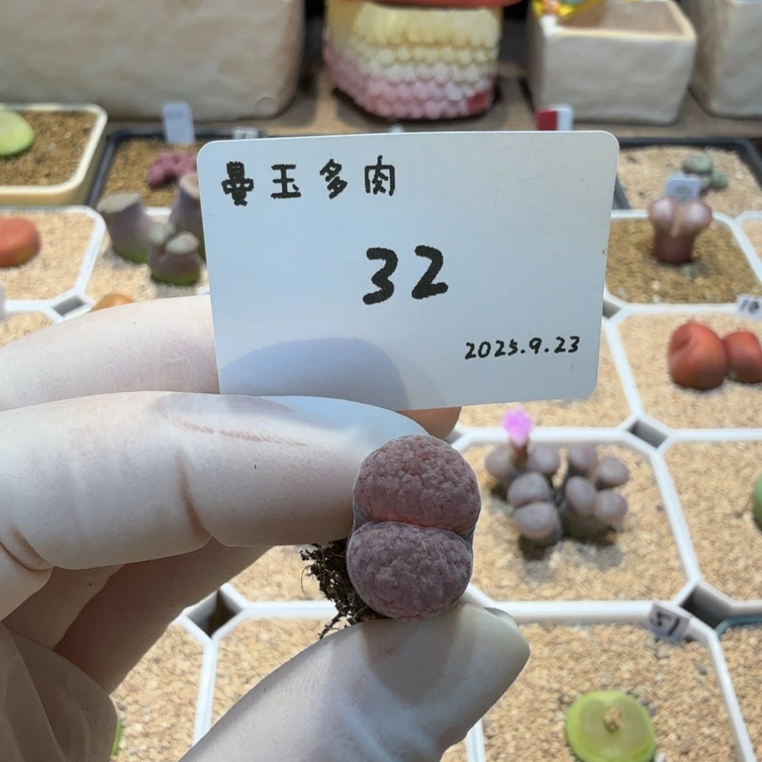 *****多肉多肉多肉9.23-032火大红蛋糕