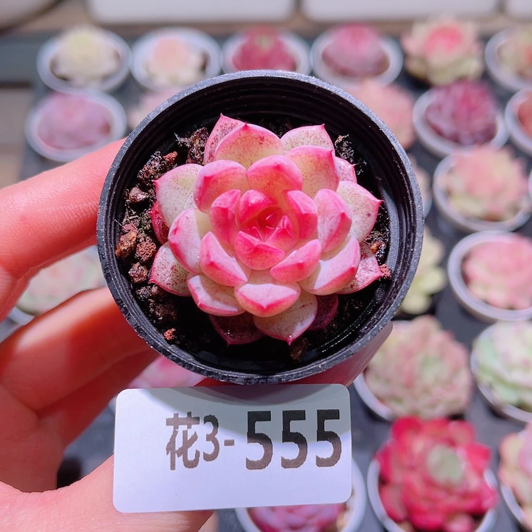 花利美3-555新品