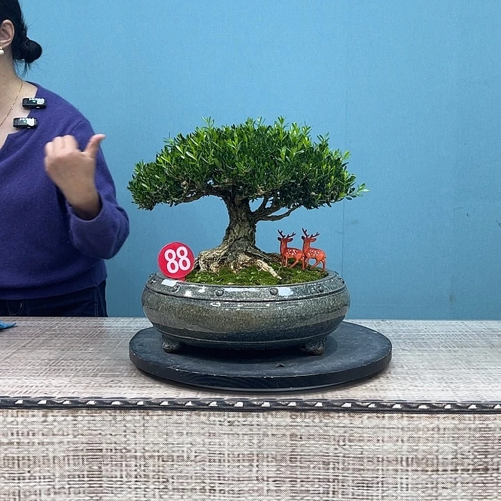 以实际为准精品黄杨盆景