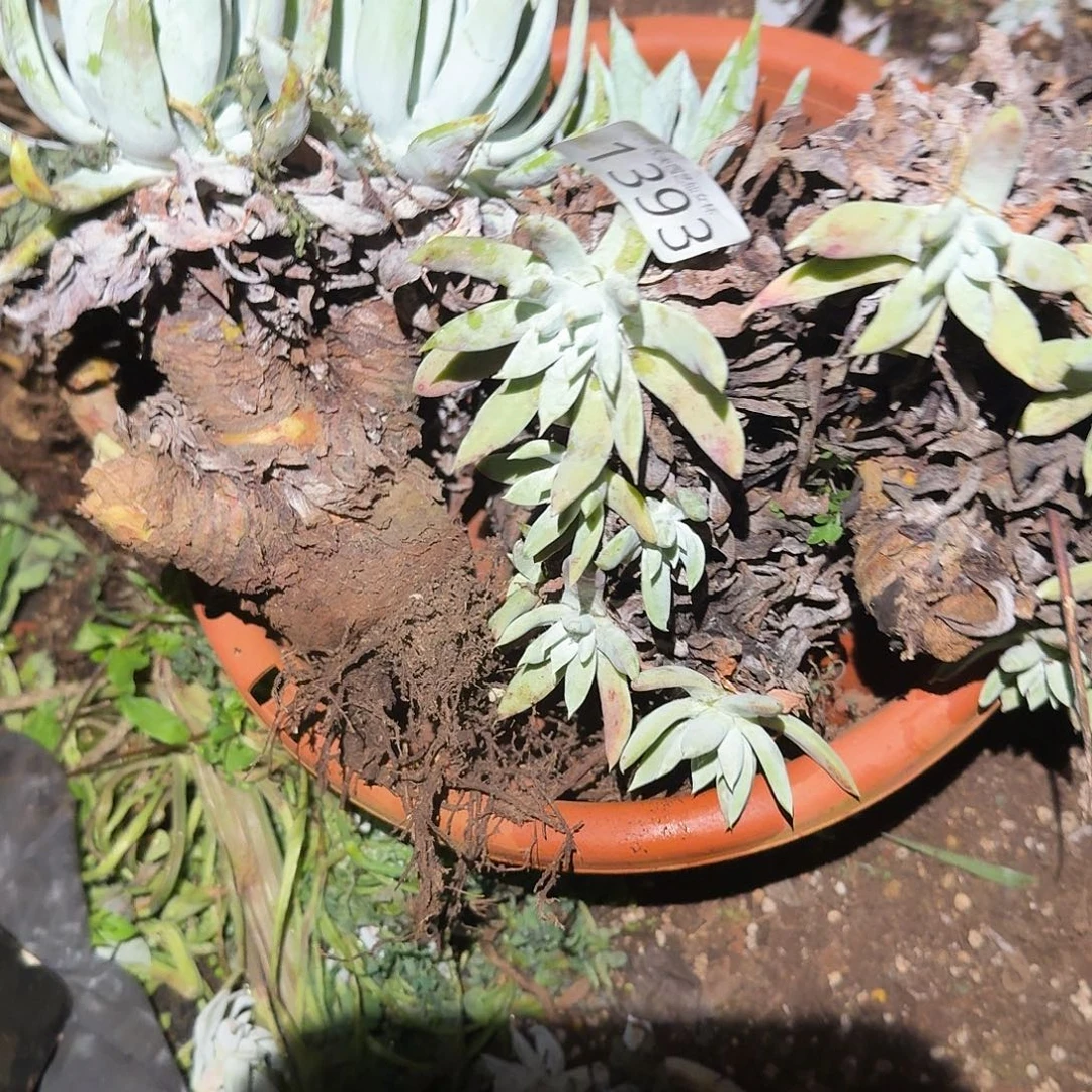 安***！3颗仙女杯多肉福利处理瑕疵