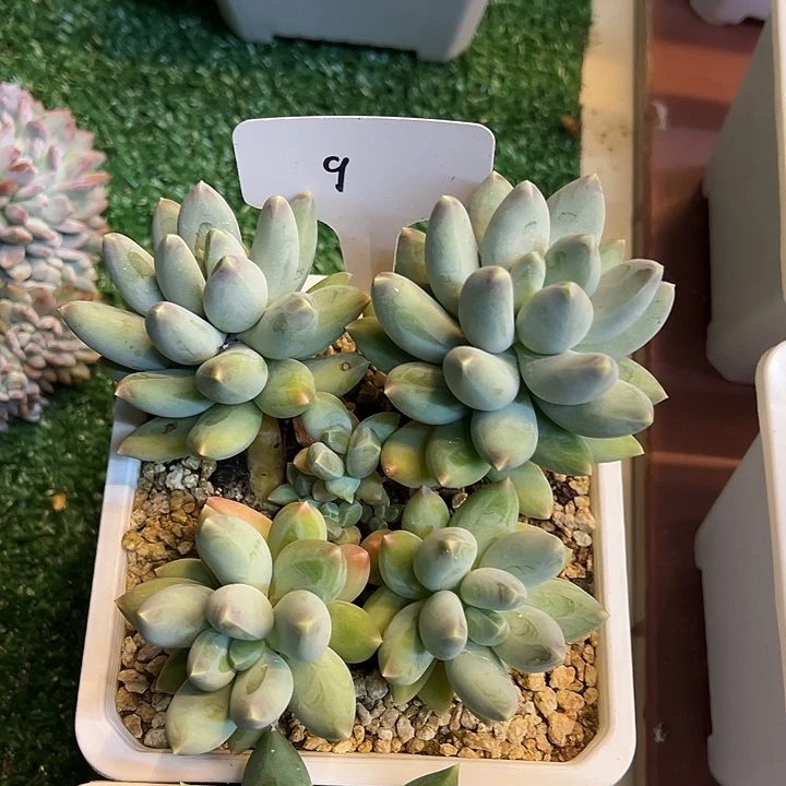 小***猪9）多肉植物一物一拍