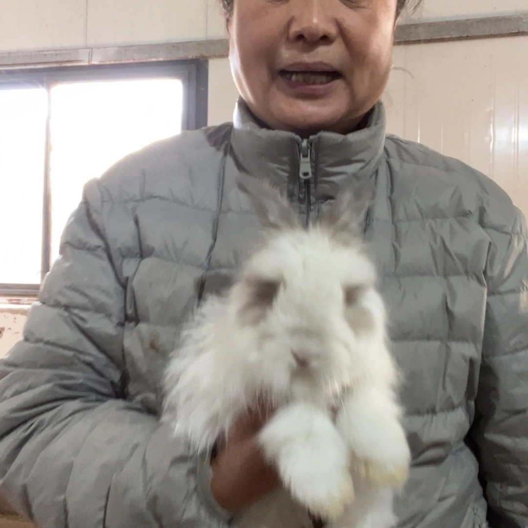 英系安哥拉宠物兔子