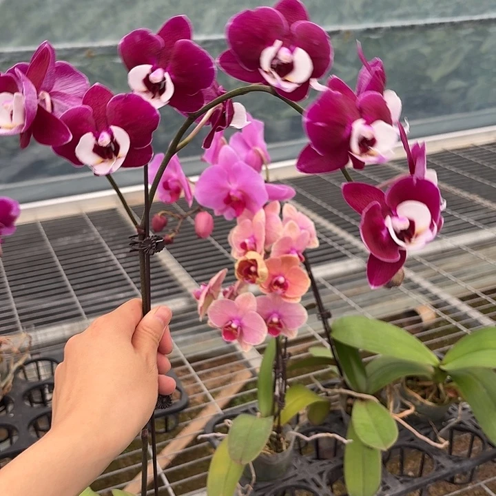 K***Y完全开放0655蝴蝶兰一物一拍