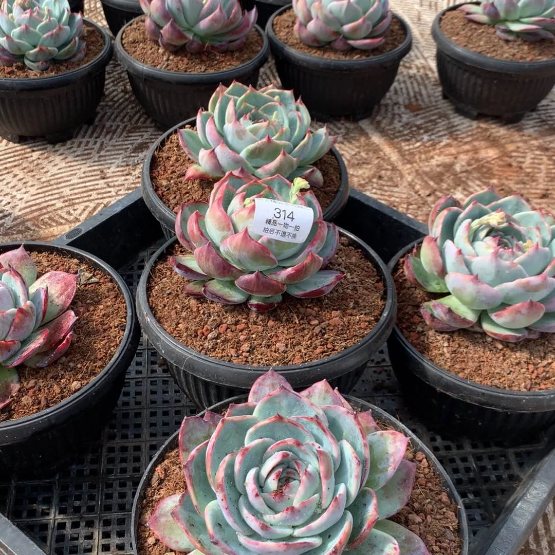 柒****柒314惊鸿。尺寸12。多肉植物