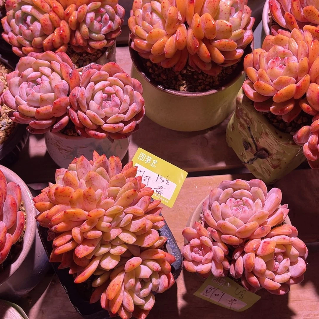 叮**敏橙梦露带盆两颗