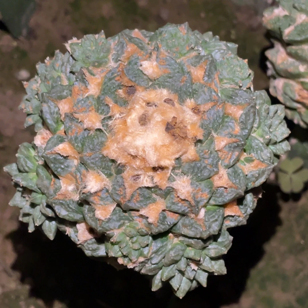 无花朵金毛新顿龟甲牡丹群体833