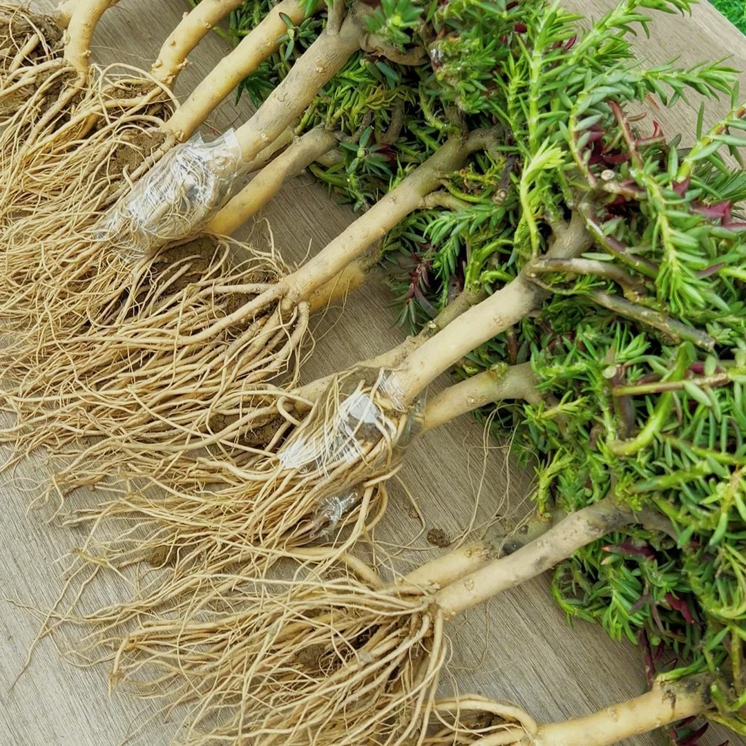 【拍一发二】太阳花老桩盆栽重瓣四季开花宿根耐寒植物室内外商品图