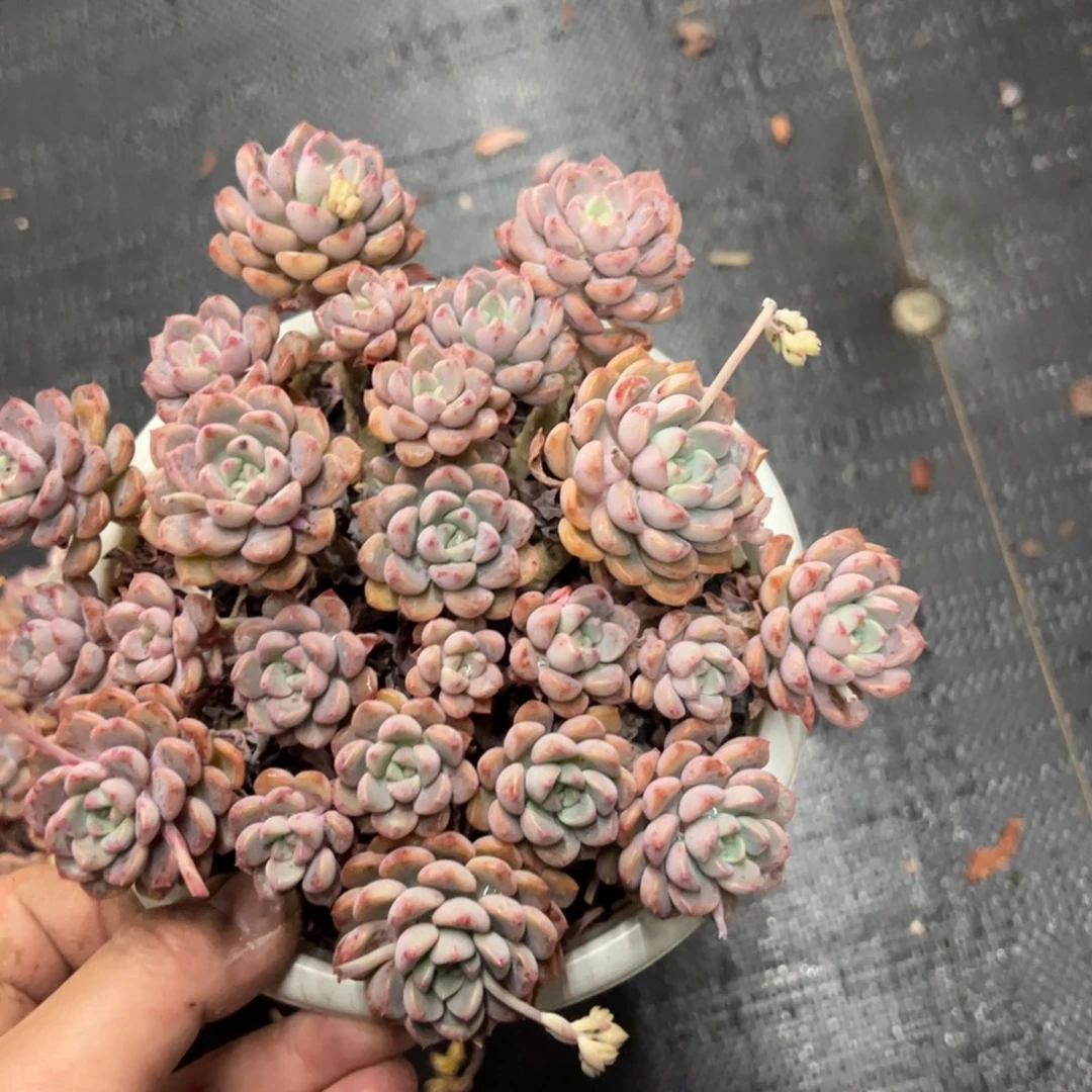 粉布偶群生老桩多头