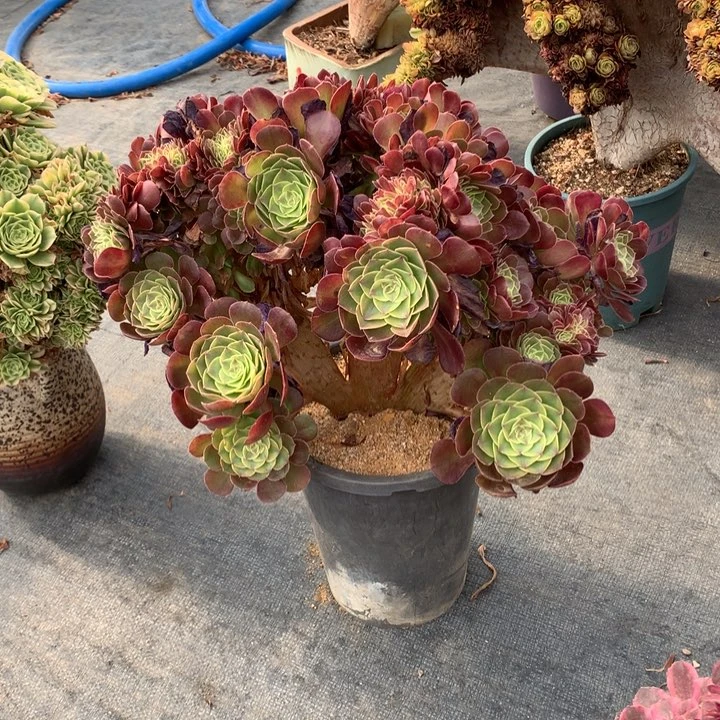 轮回朵朵脱土不带盆