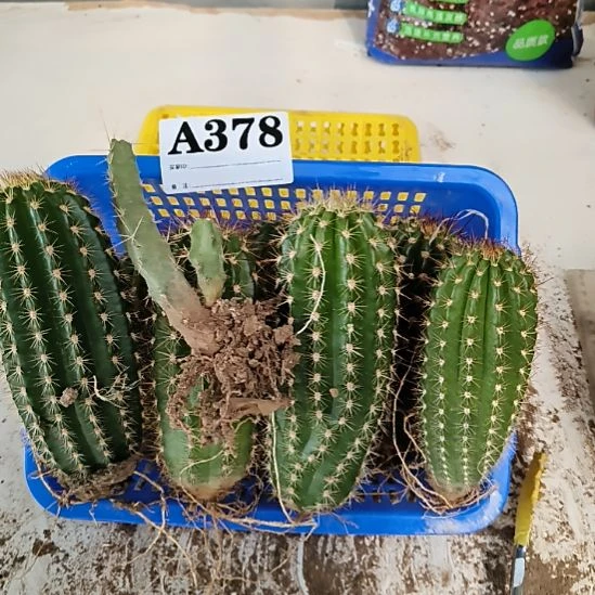 当前无花栽培后可以开花3785