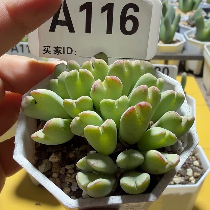 116。满38包邮肉锥